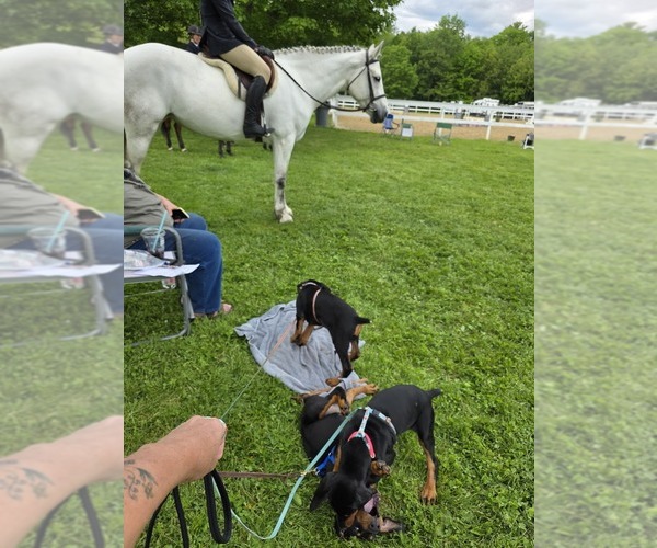 Medium Photo #4  Breeder Profile in NORTH SMITHFIELD, RI, USA