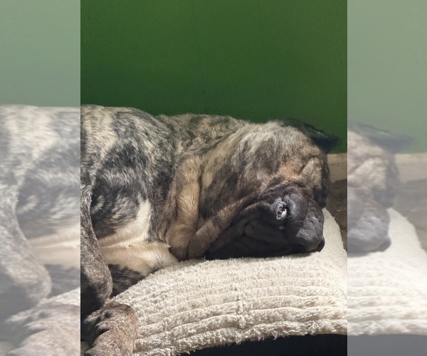 Medium Photo #5  Breeder Profile in COTTAGE GROVE, OR, USA