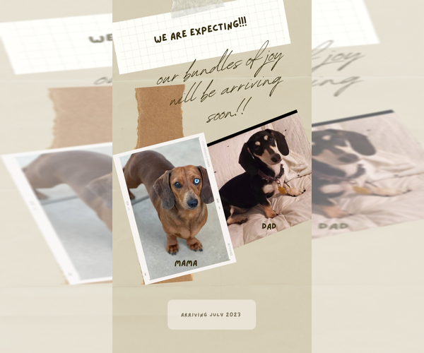 Medium Photo #1  Breeder Profile in RIVERBANK, CA, USA