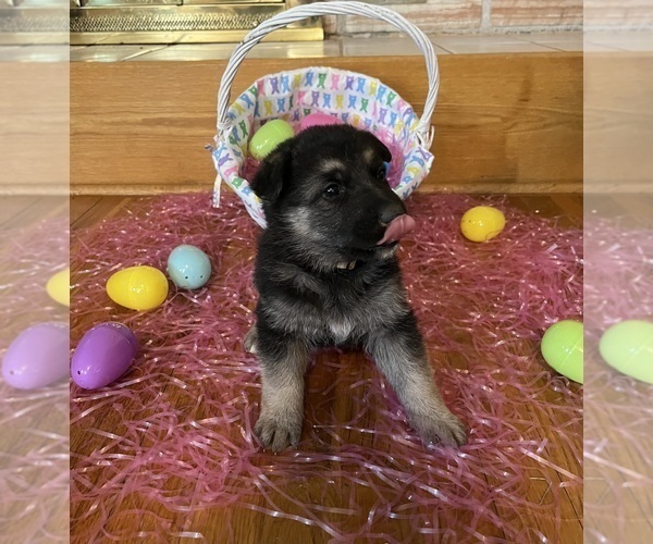 Medium Photo #1  Breeder Profile in SUNRISE BEACH, MO, USA