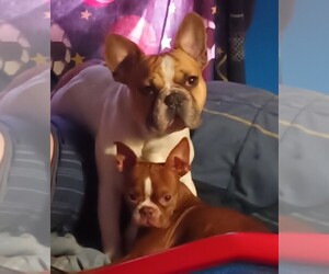 Medium Breeder Profile Photo