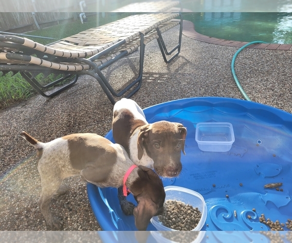 Medium Photo #12  Breeder Profile in FRIENDSWOOD, TX, USA