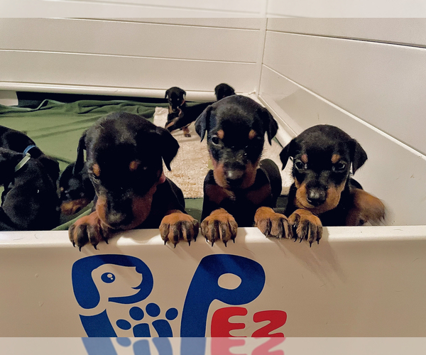 Medium Photo #1  Breeder Profile in COLUMBIA, MO, USA