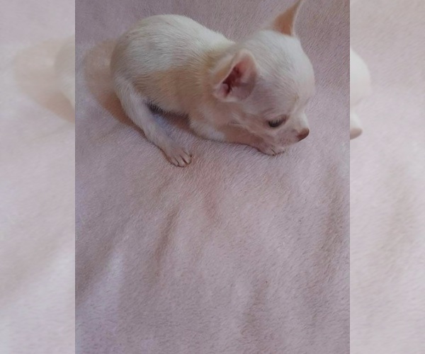 Medium Photo #1  Breeder Profile in TAFT, CA, USA