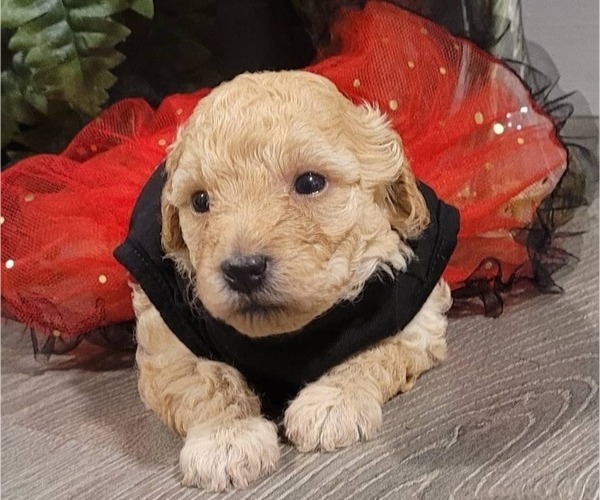 Medium Photo #1  Breeder Profile in N MIAMI BEACH, FL, USA