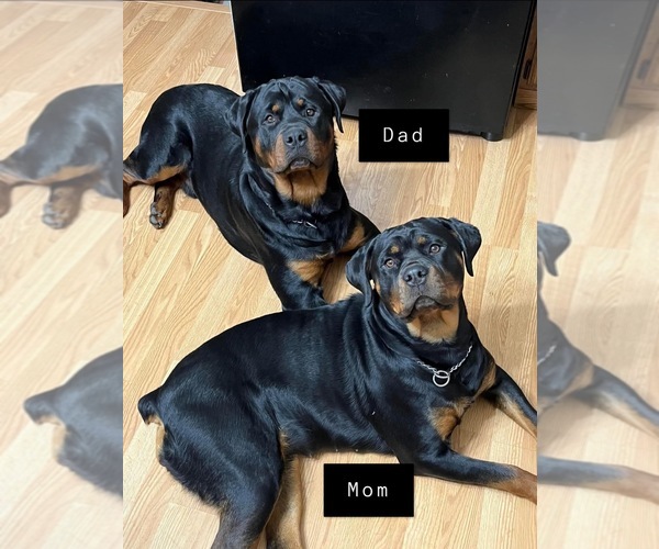 Medium Photo #1  Breeder Profile in MARSHALLTOWN, IA, USA