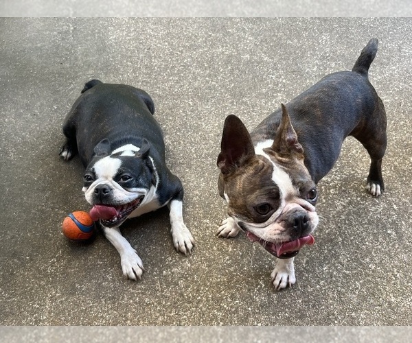 Medium Photo #1  Breeder Profile in BURLESON, TX, USA