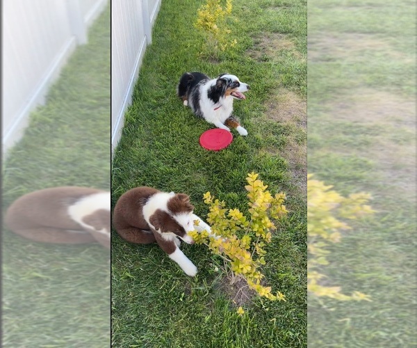 Medium Photo #1  Breeder Profile in HATFIELD, PA, USA
