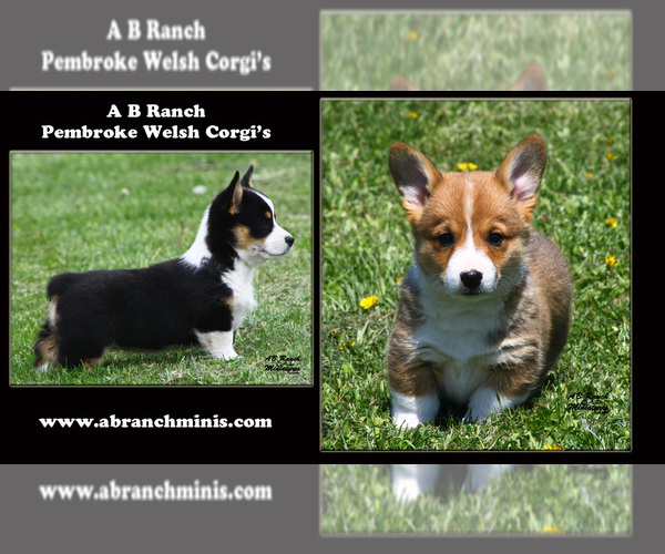 Medium Photo #1  Breeder Profile in SOLDIERS GROVE, WI, USA