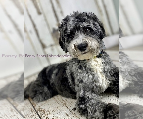 Medium Photo #10  Breeder Profile in BRUSH PRAIRIE, WA, USA