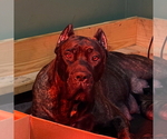 Small #2 Breeder Profile image