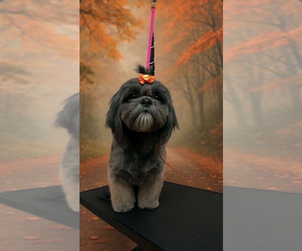 Medium Photo #10  Breeder Profile in LANCASTER, CA, USA