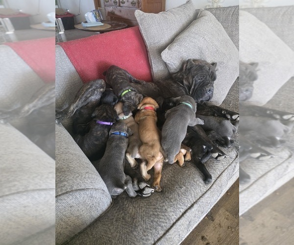 Medium Photo #9  Breeder Profile in BLANCA, CO, USA