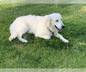 English Cream Golden Retriever Dog Breeder in WHITE SALMON,  USA