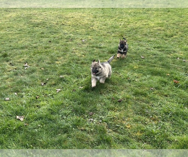 Medium Photo #23  Breeder Profile in DEMING, WA, USA