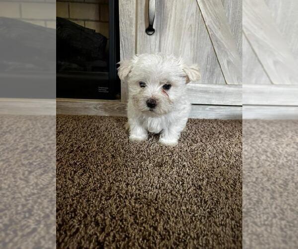 Medium Photo #1  Breeder Profile in MADELIA, MN, USA