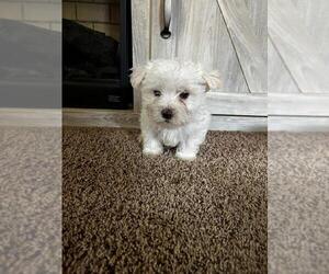 Morkie Dog Breeder near MADELIA, MN, USA