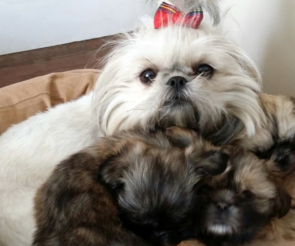 Medium Photo #1  Breeder Profile in ANTRIM, NH, USA