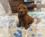Small #12 Breeder Profile image