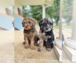 Small breeder photo