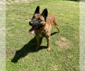 Belgian Malinois Dog Breeder near GREENVILLE, SC, USA