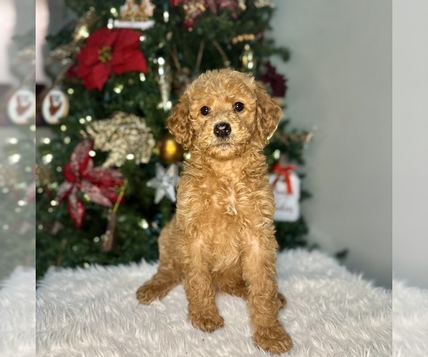 Medium Photo #3  Breeder Profile in POWELL, TN, USA