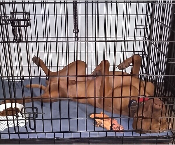 Medium Photo #6  Breeder Profile in ALPINE, TX, USA