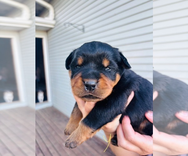 Medium Photo #3  Breeder Profile in UNION, IA, USA