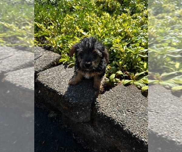 Medium Photo #6  Breeder Profile in VANCOUVER, WA, USA
