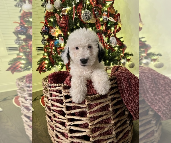 Medium Photo #1  Breeder Profile in AUBURN, AL, USA