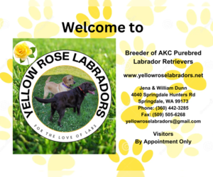 Labrador Retriever Dog Breeder near SPRINGDALE, WA, USA