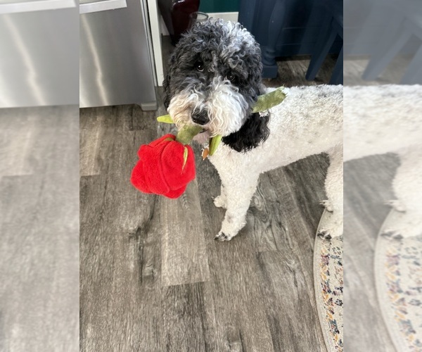 Medium Photo #2  Breeder Profile in DEER PARK, WA, USA