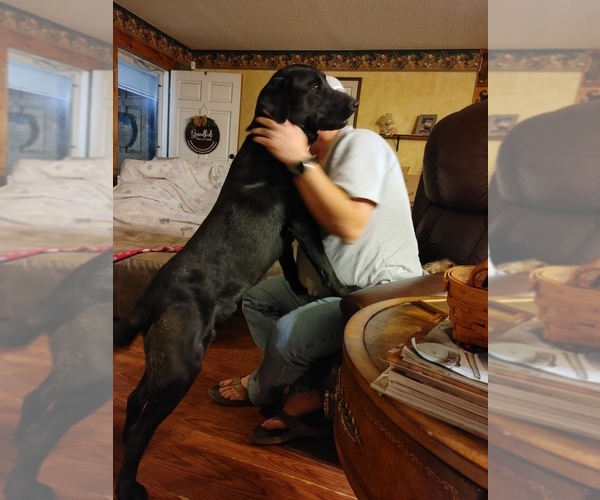 Medium Photo #1  Breeder Profile in TRINITY, NC, USA