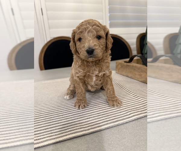 Medium Photo #7  Breeder Profile in SPICEWOOD, TX, USA