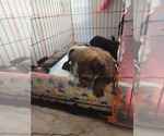 Small #36 Breeder Profile image