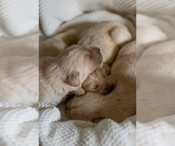 Medium Photo #1  Breeder Profile in MARTIN, GA, USA