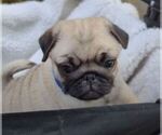 Small #11 Breeder Profile image
