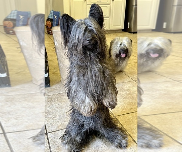 Medium Photo #13  Breeder Profile in LAKESIDE, CA, USA