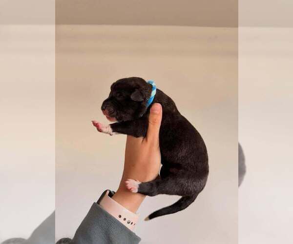 Medium Photo #5  Breeder Profile in INDIO, CA, USA