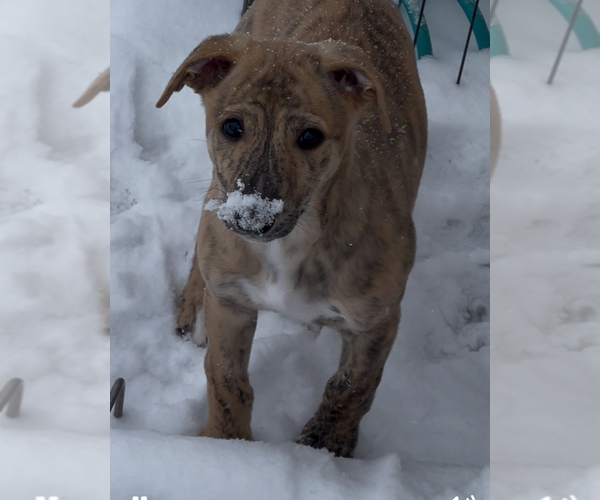 Medium Photo #2  Breeder Profile in SOUTH SIOUX CITY, NE, USA