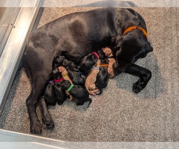 Medium Photo #2  Breeder Profile in WISNER, NE, USA