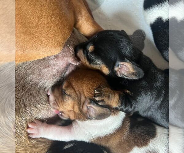 Medium Photo #15  Breeder Profile in STEAMBOAT SPRINGS, CO, USA