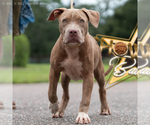 Small Photo #9  Breeder Profile in CLEARWATER, FL, USA