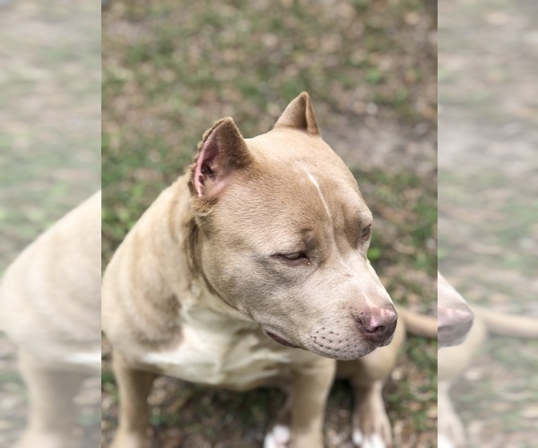 Medium Photo #1  Breeder Profile in CITRONELLE, AL, USA