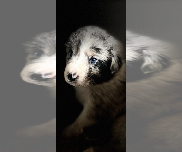 Medium Photo #2  Breeder Profile in JACOBSTOWN, NJ, USA