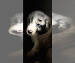 Small #1 Breeder Profile image