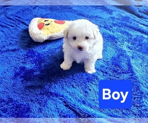 Maltipoo Dog Breeder near PALM COAST, FL, USA