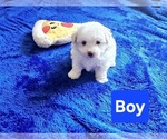 Small breeder photo