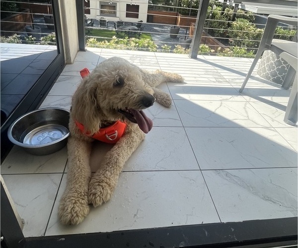 Medium Photo #13  Breeder Profile in FAYETTEVILLE, GA, USA