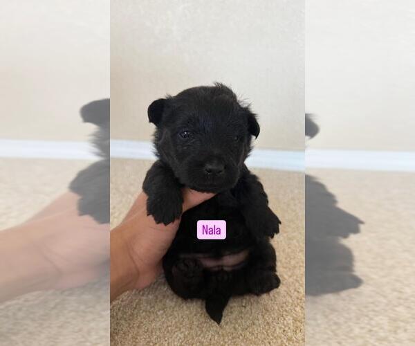 Medium Photo #4  Breeder Profile in LOS LUNAS, NM, USA